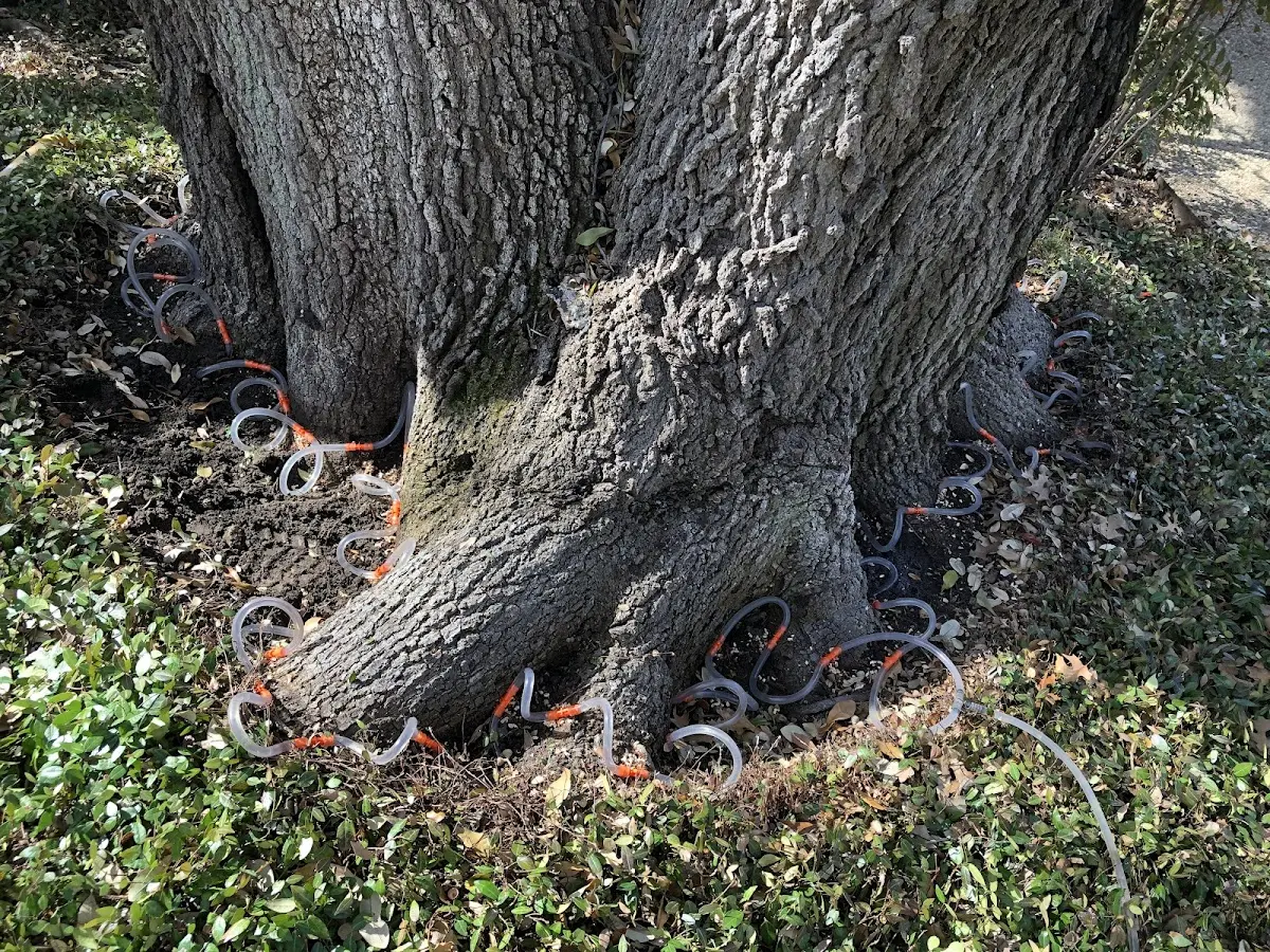 Detailed Tree Cabling and Bracing job site in Rock Falls